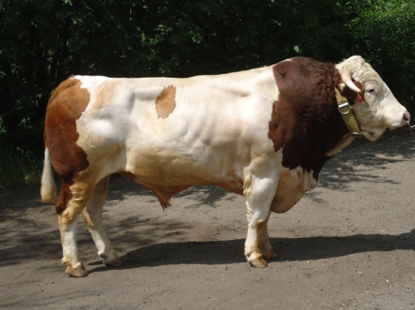 САПФИР  29673  АЛС-2257